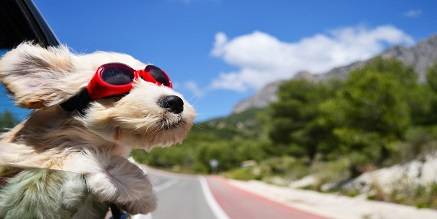 Is it allowed to transport animals in the rented vehcile?